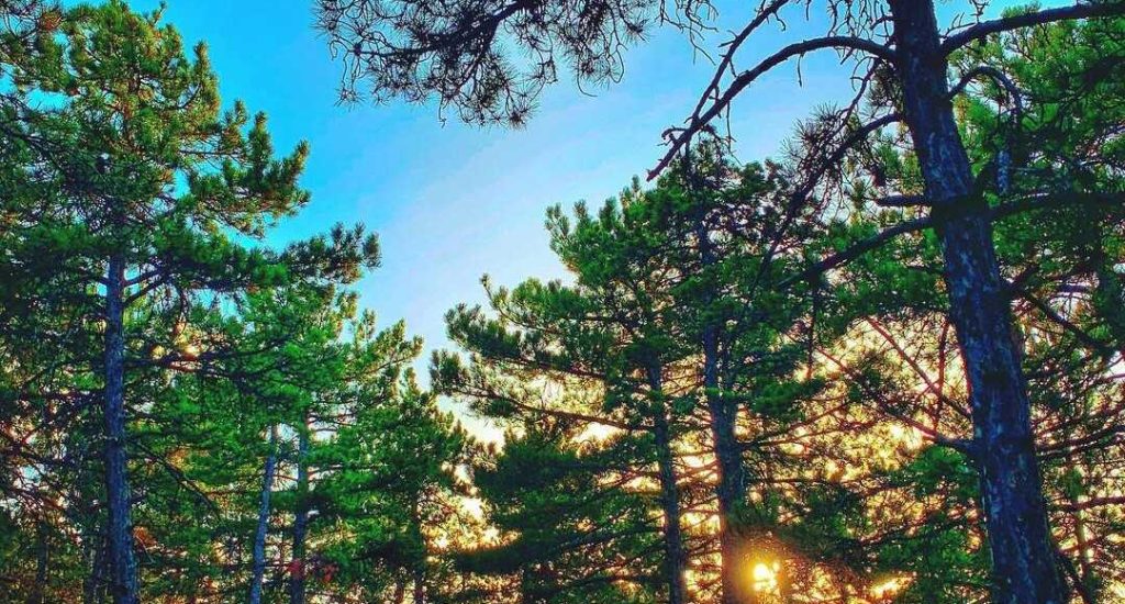 Ankara Atatürk Beynam Ormanı2